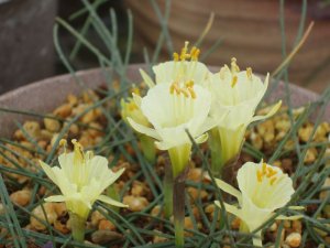 画像1: ナルキサス・ロミエウクシィー・リファヌス