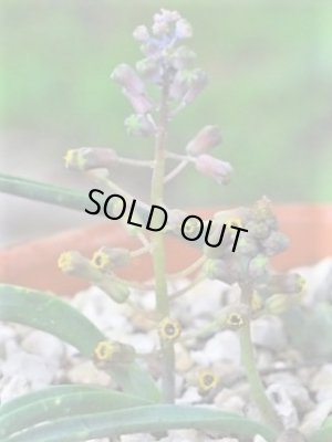 画像1: レオポルディア・スプレイゼンホフェリ