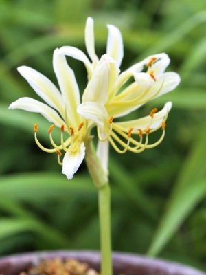 画像1: キツネノカミソリ白花・島根産