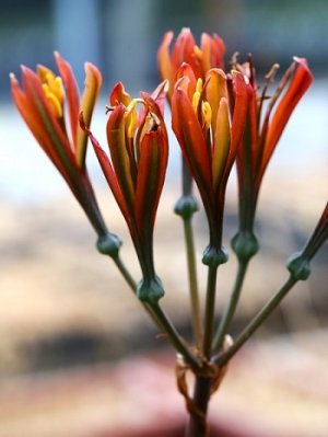 画像1: キツネノカミソリ　異数体濃色花