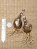 画像2: キツネノカミソリ　八重咲き B-5 (2)