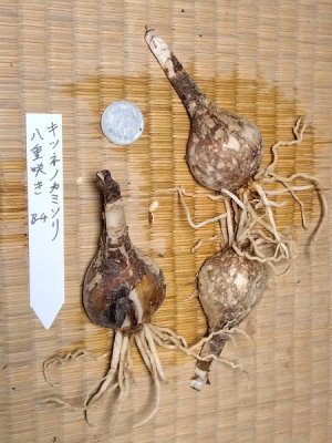 画像2: キツネノカミソリ　八重咲き B-4