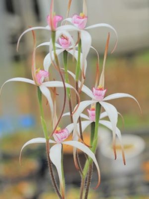 画像2: カラデニア ヒルタ x リギダ