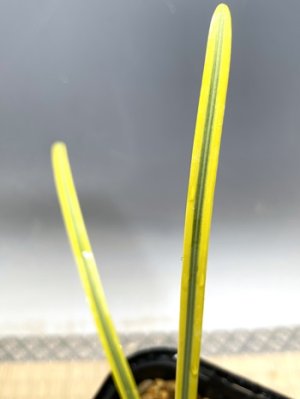 画像3: ヒガンバナ・「黄フクリン斑」