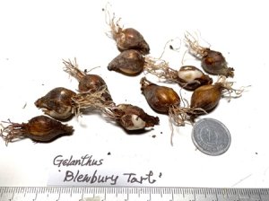 画像2: ガランサス・「Blewbury Talt」