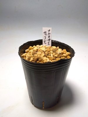 画像4: ナルキサス・ヴィリディフロルス