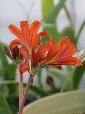 画像2: キツネノカミソリ「花笠丸」