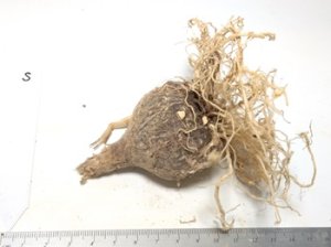 画像3: ネリネ・「S系・白/ピンク筋花」