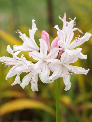 画像1: ネリネ・「S系・白/ピンク筋花」