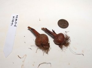 画像3: コルチクム・モンタナ