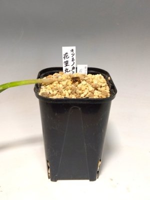 画像4: キツネノカミソリ「花笠丸」