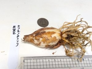 画像3: キツネノカミソリ「花笠丸」