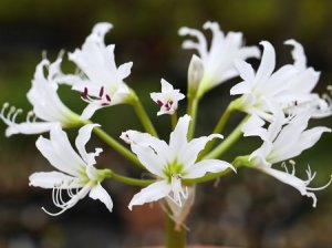画像1: ブルンスビギア・ガリエペンシス・実生苗
