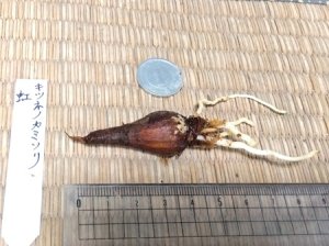 画像2: キツネノカミソリ「虹」