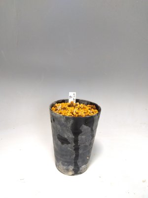 画像3: キツネノカミソリ「虹」