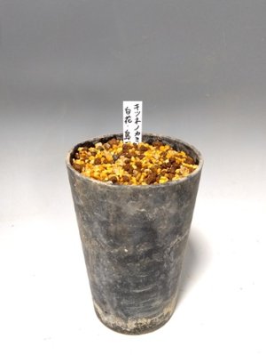 画像3: キツネノカミソリ白花・島根産