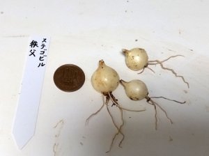 画像3: ステゴビル　