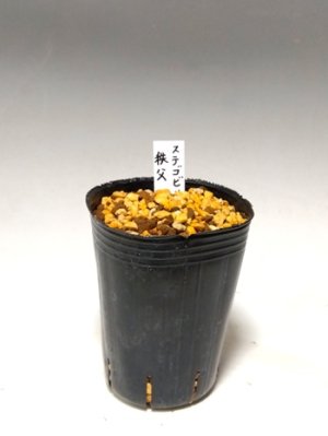 画像4: ステゴビル　