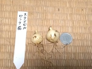 画像2: ステゴビル・ピンク花