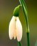 画像1: ガランサス・「Anglesey Orange Tip」(アングレセイ・オレンジ・ティップ) (1)