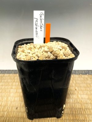 画像4: ガランサス・ペシュメニー