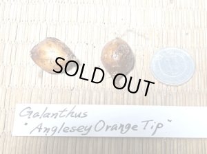 画像2: ガランサス・「Anglesey Orange Tip」(アングレセイ・オレンジ・ティップ)