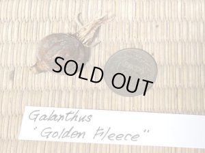 画像3: ガランサス・「Golden Fleece」