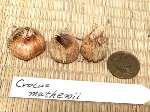 画像2: クロッカス・マシューイ・特大球