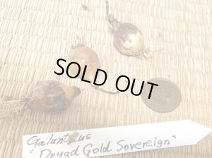 画像2: ガランサス・「Dryad Gold Sovereign」(ドリアド・ゴールド・ソブリン）