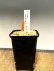 画像3: クロッカス・マシューイ・中球 (3)
