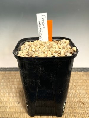 画像3: クロッカス・マシューイ・特大球