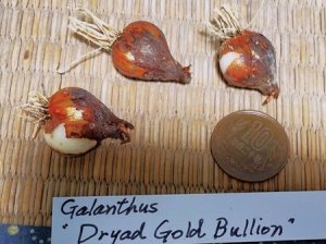 画像2: ガランサス・「Dryad Gold Bullion」(ドリアド・ゴールド・ブリオン)