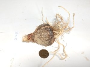 画像3: ネリネ交配選別花「R6・11/1・5」