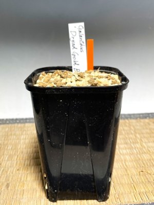 画像3: ガランサス・「Dryad Gold Bullion」(ドリアド・ゴールド・ブリオン)