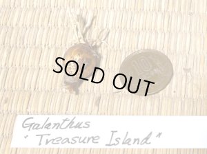 画像2: ガランサス・「Treasure Island」(トレーサー・アイランド)