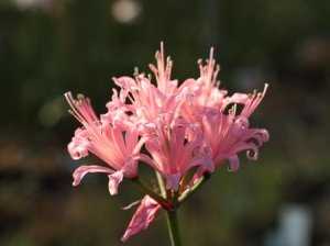画像2: ネリネ交配選別花「R6・11/1・5」