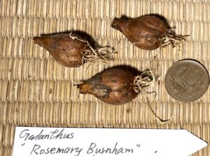 画像3: ガランサス・「Rosemary Burnham」(ローズマリー・バーンハム)
