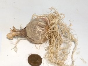 画像3: ネリネ「天狼」