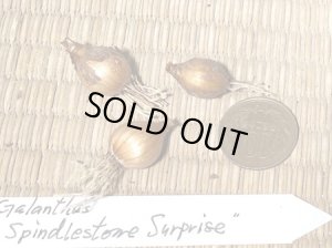 画像3: ガランサス・「Spindlestone Surprise」(スピンドルストーン・サブライズ)