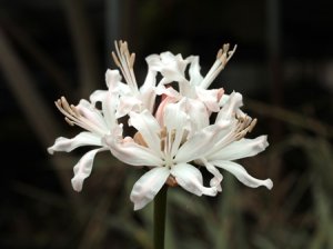 画像2: ネリネ「天狼」