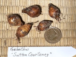 画像3: ガランサス・「Sutton Courtenay」(サットン・コーテネイ)