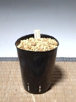 画像4: ナルキサス・セロティヌス・オリエンタリス
