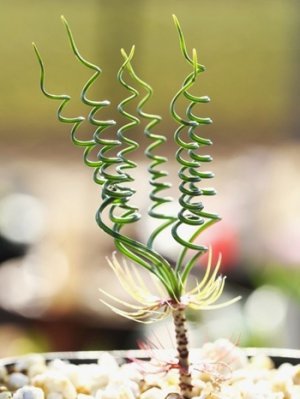 画像1: ゲチリス・ヴェルティシラータ(Gethyllis verticillata）