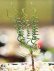 画像1: ゲチリス・ヴェルティシラータ(Gethyllis verticillata） (1)