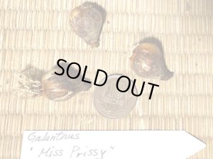 画像2: ガランサス・「Miss Prissy」(ミス・パーシー)