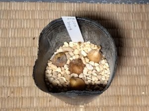 画像2: ステルンベルギア・シクラ・グラウカ
