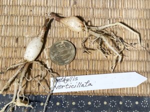 画像3: ゲチリス・ヴェルティシラータ(Gethyllis verticillata）