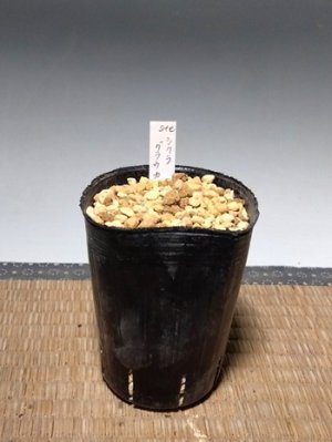 画像3: ステルンベルギア・シクラ・グラウカ