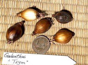 画像2: ガランサス・「Trym」(トリム)