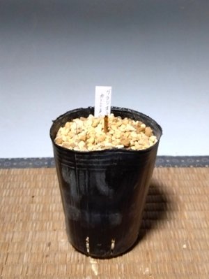 画像4: グラジオラス・カーミネウス